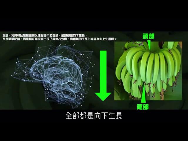 Mandela Effect 曼德拉效应 (Mandarin) Banana