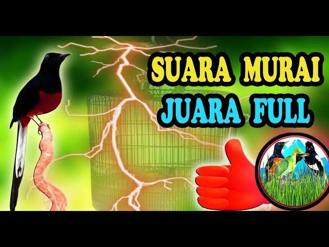 Masteran Murai Batu Juara 2024 Mewah