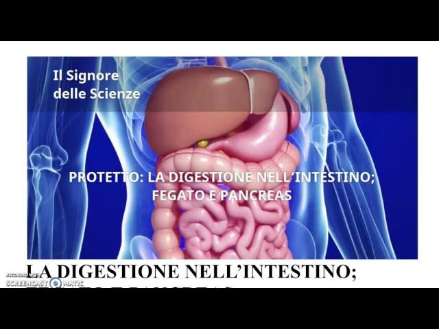 La Digestione - parte 2 (Intestino); il fegato e il pancreas