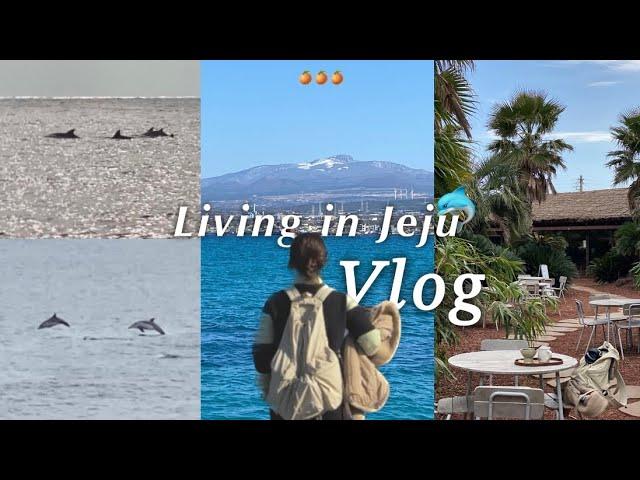 Vlog | 제주도 돌고래 만나는 꿀팁|비양도, 송악산, 협재카페 슬랩, 호텔샌드, 금능해수욕장, 인스밀, 커피템플|청주2박3일|1월 제주.zip