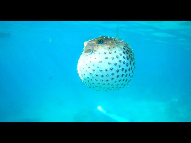 ПЛАВАЮЩИЙ ЯД!!! Ядовитая Фугу / рыба еж / рыба шар (Красное море/ RED SEA, EGYPT 2019)