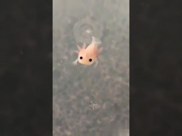 You will fall in love | baby axolotls | #cute #axolotl #baby #fish #pet #viral #ytshorts #amazing