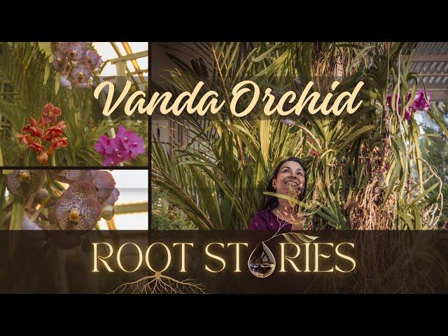 Vanda Orchid  | Root Stories | Gardening tips 