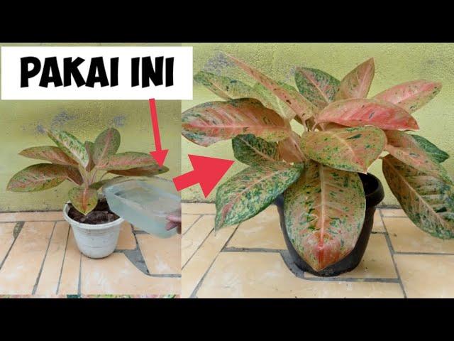 how to care aglaonema