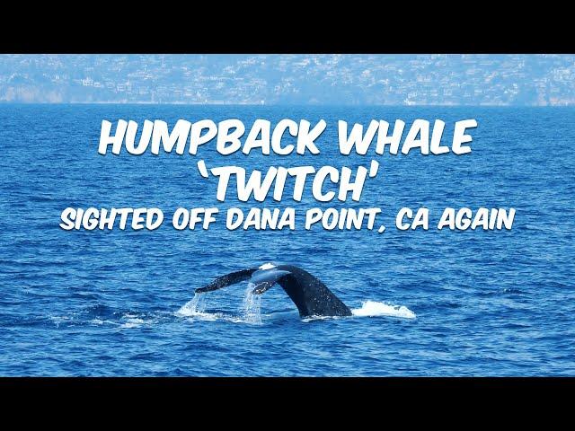 Humpback Whale 'Twitch' Off Dana Point Harbor 