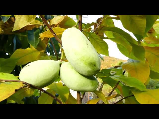 Asimina triloba - PAW PAW , Tropic Hukvaldy