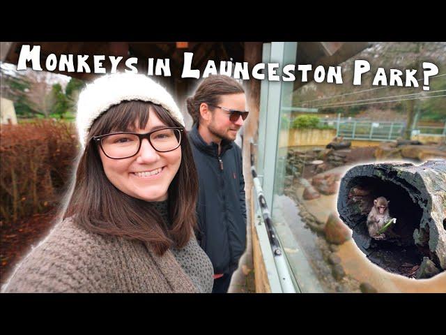 Monkeys in City Park? | Launceston, Tasmania, Australia