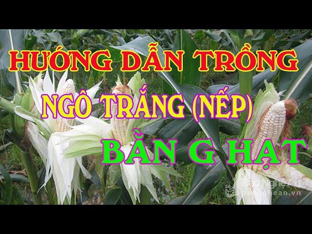 cách trồng ngô nếp bằng hạt | Hướng dẫn trồng và chăm sóc cây bắp nếp cho năng suất cao