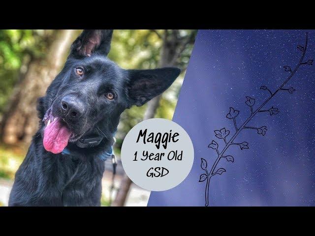 Allentown Dog Trainers ||| Best German Shepherd Dog Trainers ||| 1 Year Old GSD, Maggie.