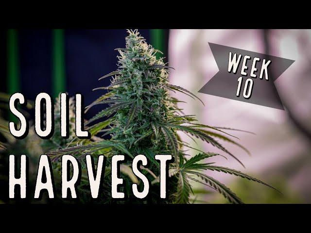 Season 2 (Week 10): Harvesting Autoflowers