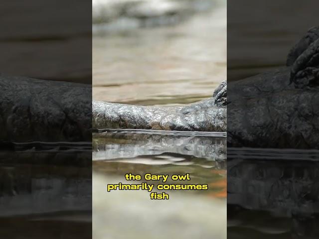 the gariol an enigmatic crocodilian #ytshorts #viral #shorts #crocodile