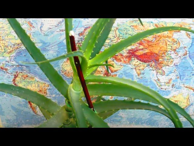  Aloe with  PNEUMONIA, BRONCHITIS and TUBERCULOSIS. Treatment and recovery.  Recipe Evdokimenko.