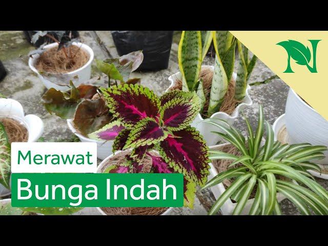 Tips Merawat Tanaman Hias Bagi Pemula Agar Tumbuh Subur