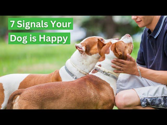 7 Key Signals Your Pup is Thriving with Joy and Wellness