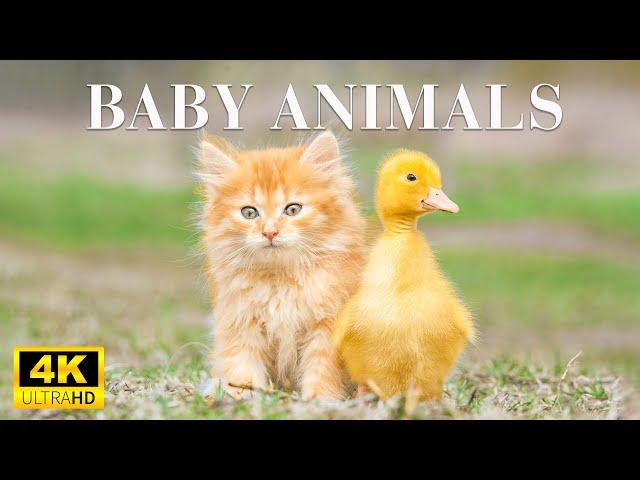 Adorable Baby Wild Animals With Relaxing Music, Healthy Music, Baby Animals 4K