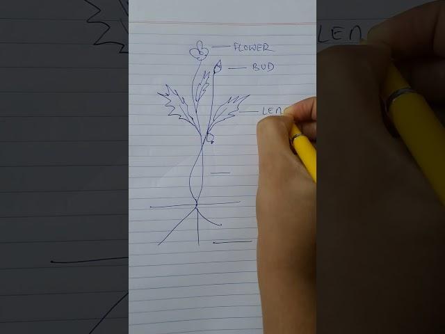flower #viral #small #value #find #shorts #parts