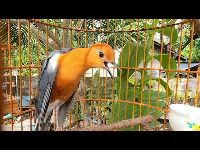 Bagus Untuk Pancingan ANIS MERAH Agar Ikutan Teler Kusus Burung Sudah Jadi Agar Tidak Ngedrop bisu