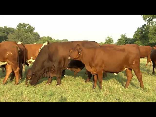 Gert Bulls.com - What are Santa Gertrudis Cattle?