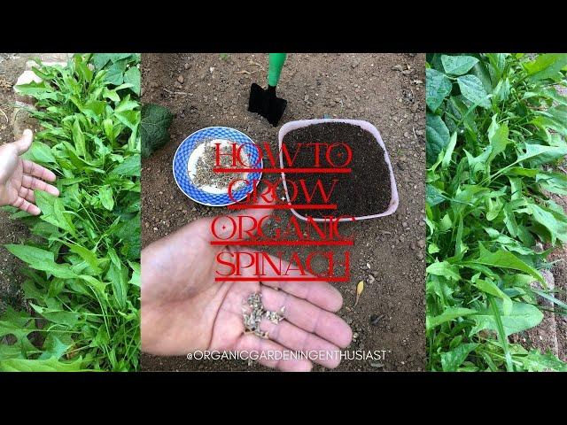 How To Grow Organic Spinach  #spinach #gardening #gardeningtips #organicgardening #youtubeviews