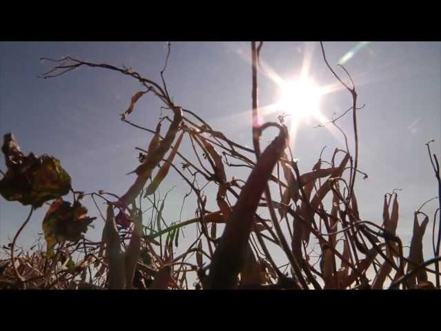 BeanCAP: Bean Plant Architecture