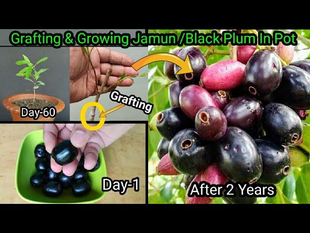 How To Grow Jamun From Seed | Grafting In Jamun Plant With 2 Year's Updates