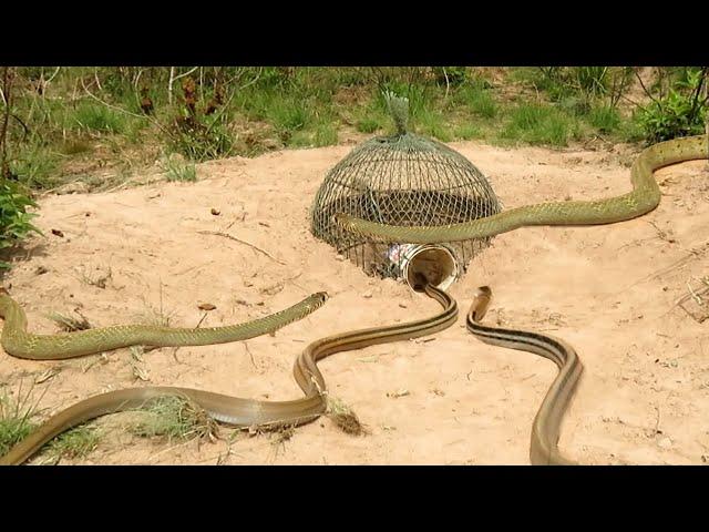 The first creative diy snake trap technology make from plastic with net and pen bird