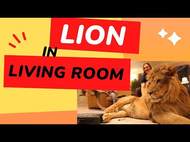 LION IN LIVING ROOM PLAYING VIDEO GAMES!