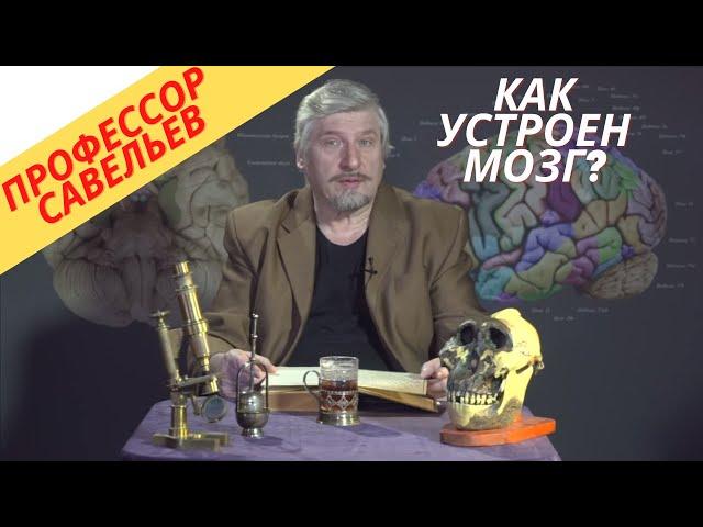 Профессор Савельев - устройство мозга.