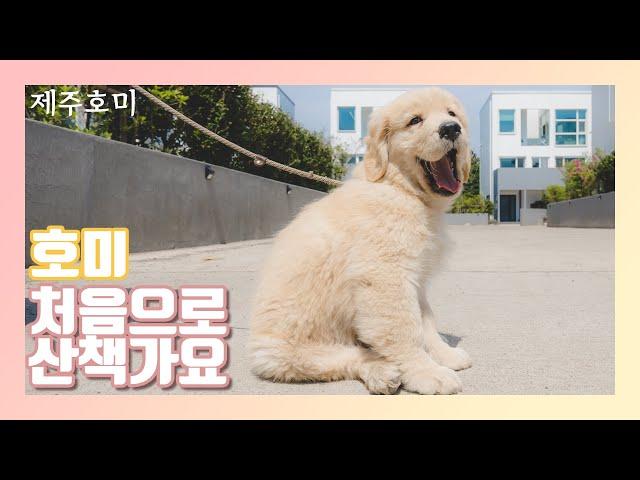 호미와 첫번째 강아지산책 다녀왔어요! [4K]  first walk with puppy