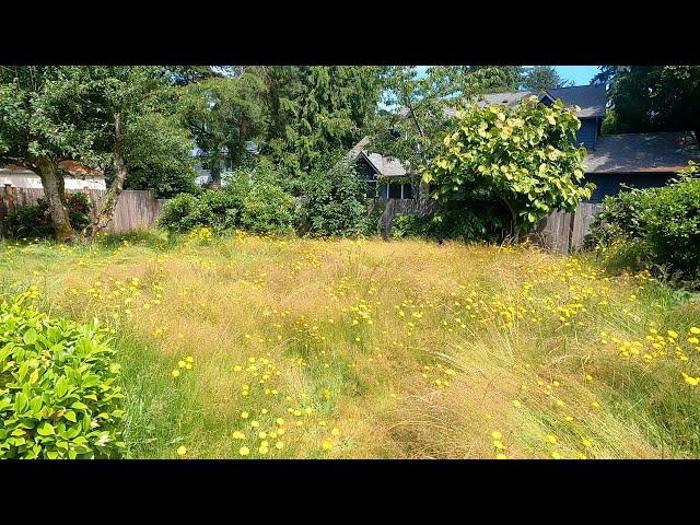 OVERGROWN Lawn HASN'T Been Touched ALL YEAR! 3 Foot Tall Grass! Lawn Transformation #Lawn #Stihl