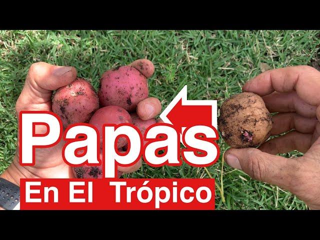 Papas en el Huerto Tropical