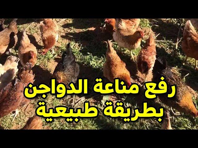 رفع مناعة الدجاج بمادة طبيعية لها فوائد كبيرة لوقاية الطيور والعلاج والمقدار الصحيح #طيور_فوق_السطح