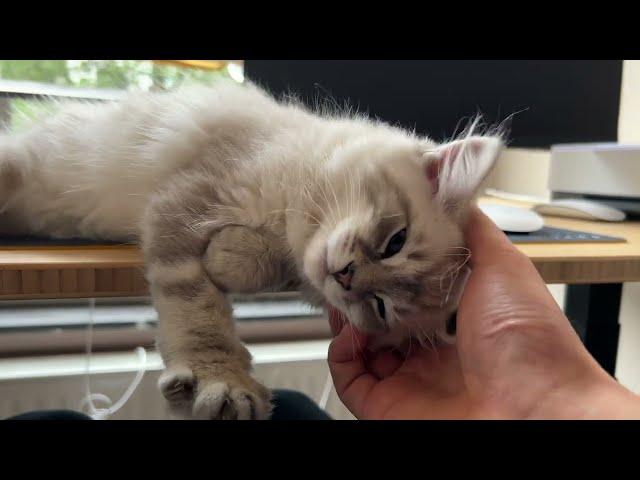 Precious kitten demands hooman not to work