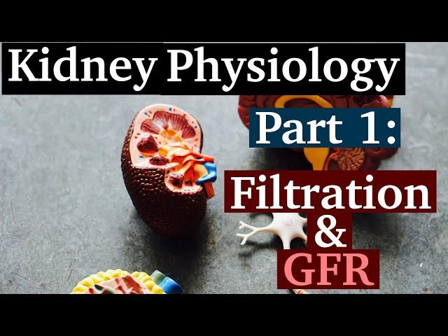 How to Understand GFR | Kidney Filtration | Kidney Physiology