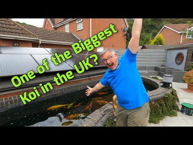 110,000+ VIEWS FOR MASSIVE JUMBO KOI POND FISH COLLECTION*IS IT ONE OF THE BIGGEST KOI IN THE UK*