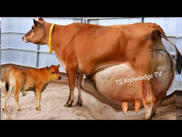 World Heaviest Milking 120 Kg Milk / Day ll Jersey Cows Modern Dairy Farm  #Jersey_Cows #Dairy_Farm