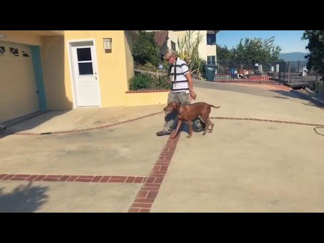 Off leash dog training with Fergie the Vizsla