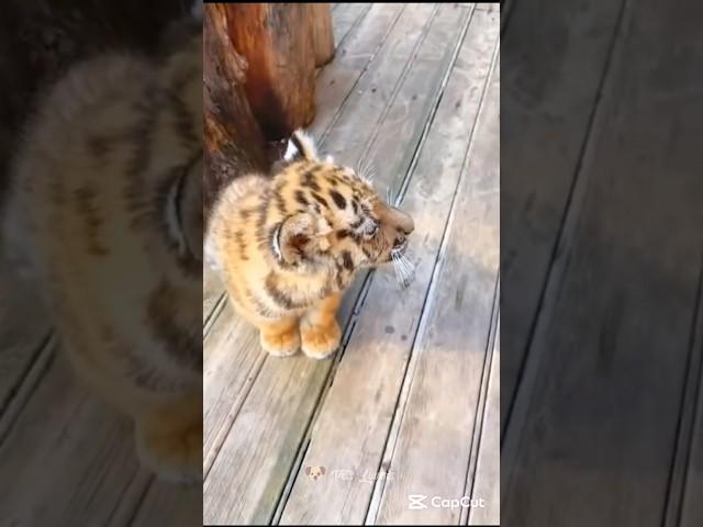  Animal transformation /part 16 #shorts #animals #pets #petslovers #viral