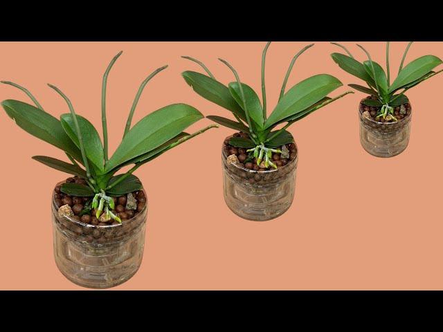 This strange way of planting makes the orchid grow quickly and bloom in all 4 seasons