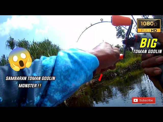 IKAN TOMAN GODLIN DI BUAT PENASARAN OLEH SAMBARAN !! MANCING IKAN TOMAN, #fishing