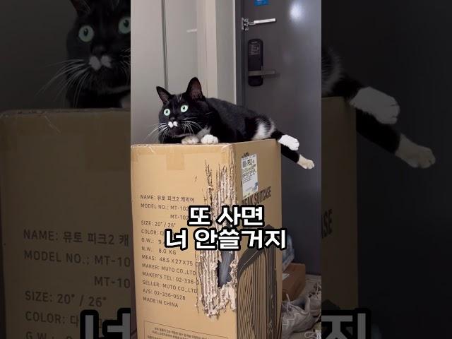 캣타워 사달라 말하는 고양이 (눈피하지 말고 제대로 말해봐…) #고양이 #코리안쇼트헤어