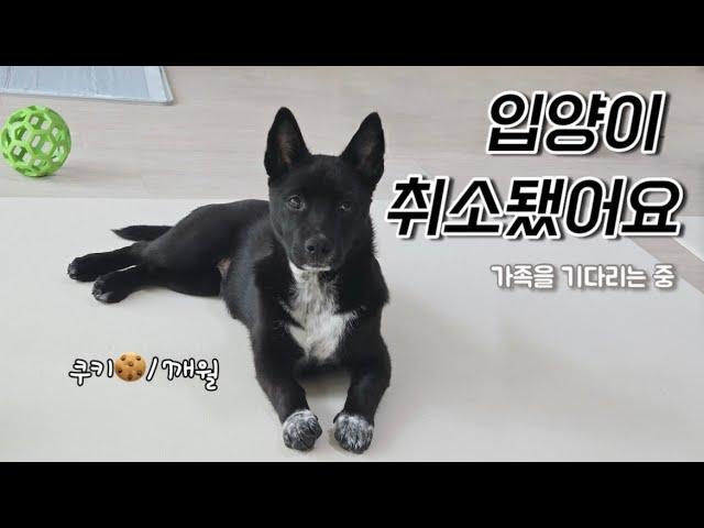 쫀득쿠키임보일기 #10 ㅣ쿠키입양이 취소됐어요,핌피바이러스입양제ㅣ1인가구 임시보호 #유기견임보