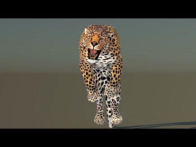 Leopard 3D Model animated | @PROmax3D