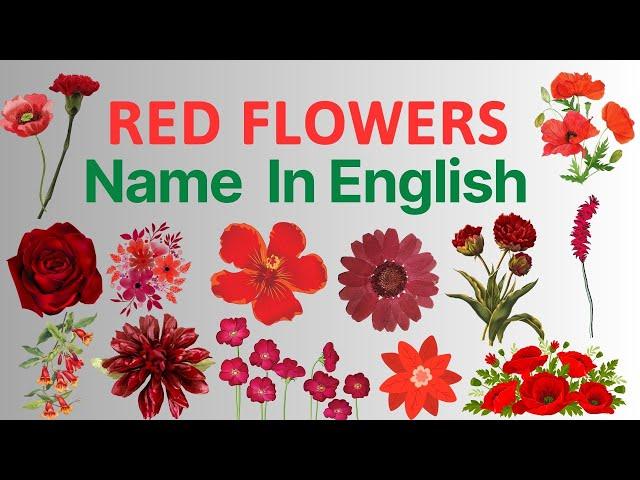 Red Flowers Name | Red Colour Flowers Name in English | Things To Know