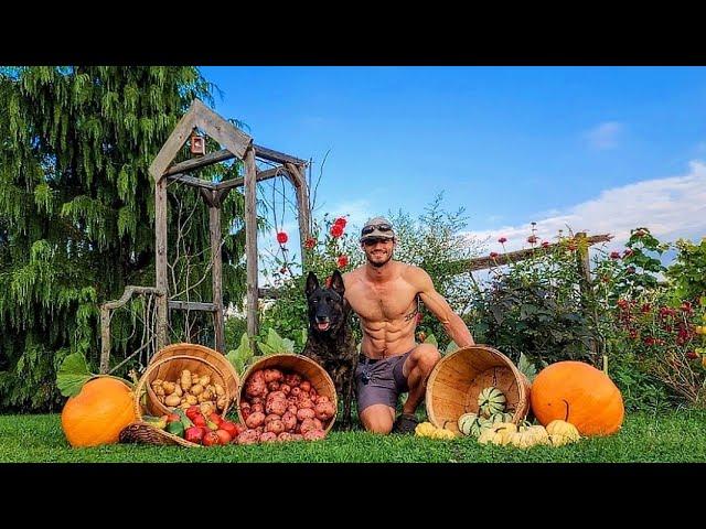 Harvesting NO DIG Potatoes and GIANT PUMPKINS _ Early Fall Harvest  // Whitt Acres