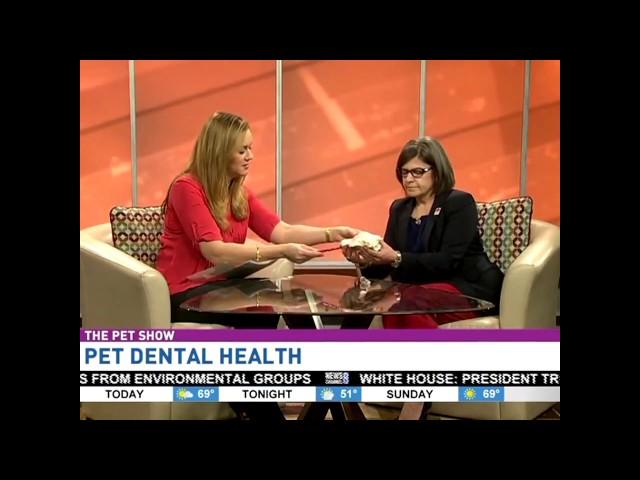 Pet dental health: Caring for your pet’s teeth