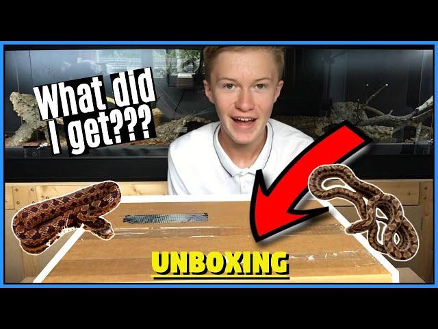 UNBOXING MYSTERY SNAKES! - Welcoming NEW SNAKES to the Reptile Room 2019