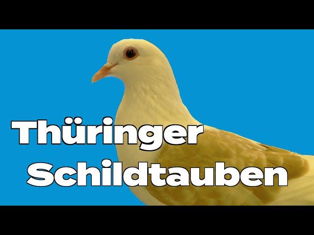 Thüringer Schildtauben Tierbesprechung auf dem Züchtertag in Göttingen 2022