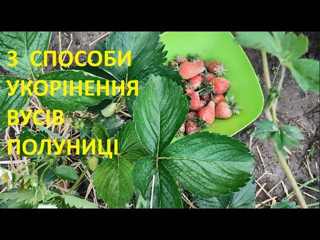 3 СПОСОБИ РОЗМНОЖЕННЯ ПОЛУНИЦІ ВУСАМИ