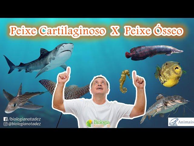 Diferença entre Peixe Ósseo e Cartilaginoso